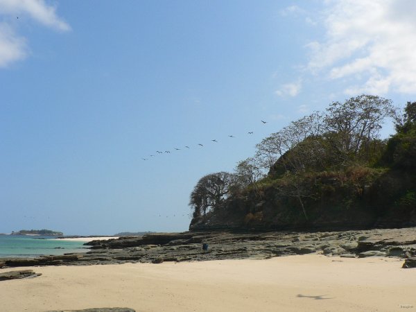 09- Vol de pelicans 